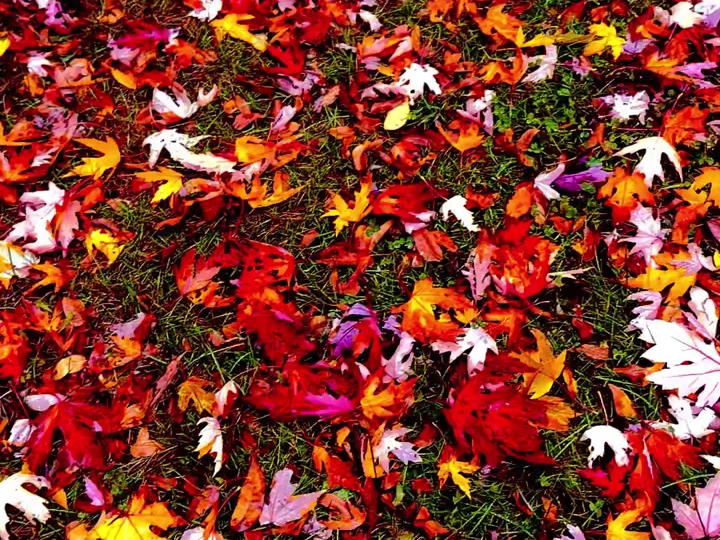 A mosaic of colourful autumn leaves