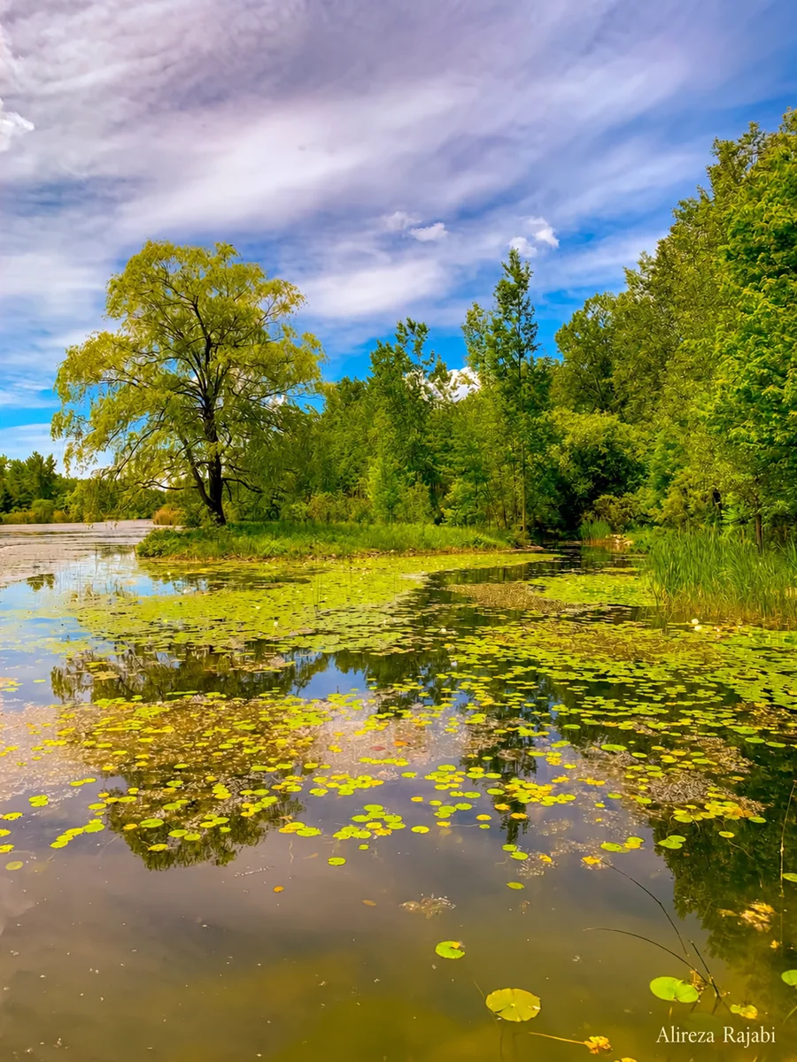 A quiet pond with lily pads and trees beneath a clouded sky