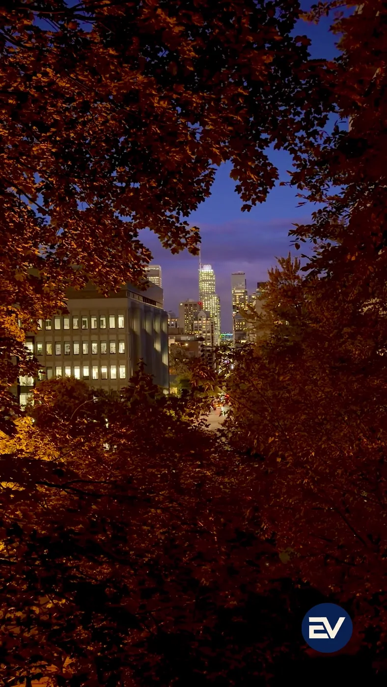 A night view of the city framed by leaves, filmed for ElseVue