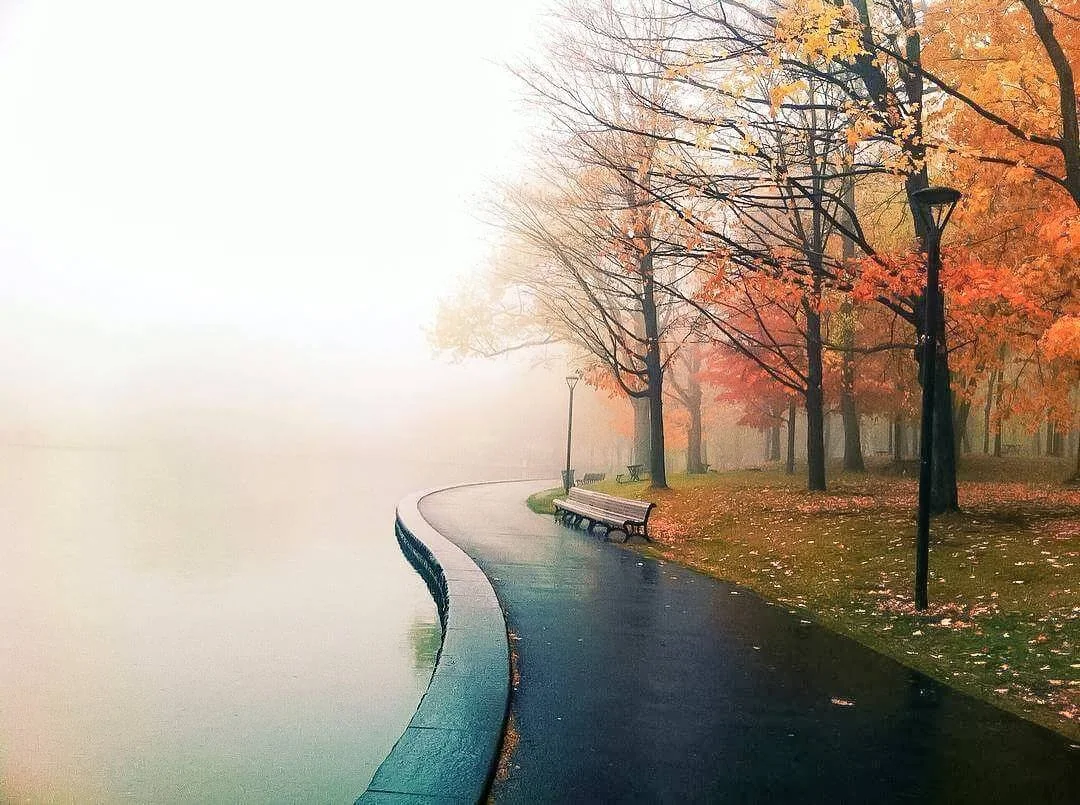 Autumn trees beside a curving waterside path in the mist